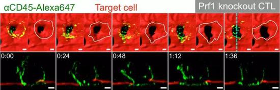 之前CTL細(xì)胞扒拉靶細(xì)胞的細(xì)胞膜 ，莫非是在“叩開牙關(guān)”